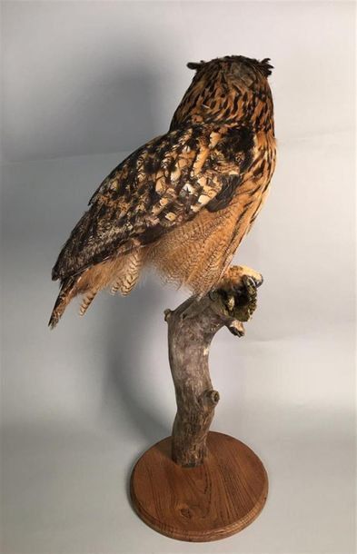 Hibou Grand duc d'Europe (Bubo bubo) (II/A-CE)...