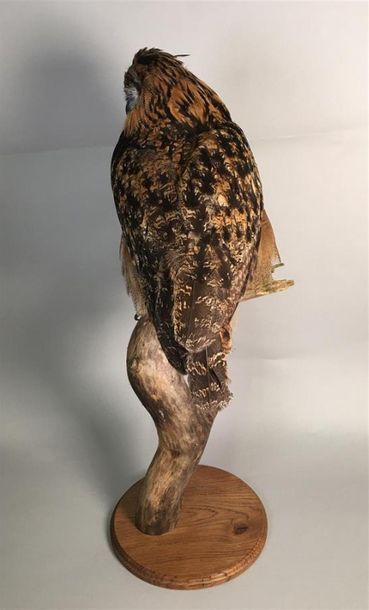 Hibou Grand duc d'Europe (Bubo bubo) (II/A-CE)...