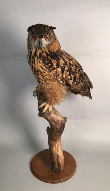 Hibou Grand duc d'Europe (Bubo bubo) (II/A-CE)...