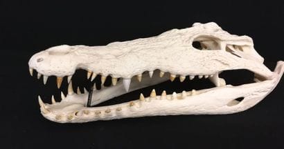 Crâne de crocodile du Nil (Crocodilus niloticus)...