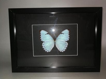 Lépidoptère exotique Morpho (Morpho catenarius)...