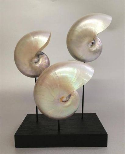 Bel ensemble de 3 Nautiles nacrés (Nautilus...