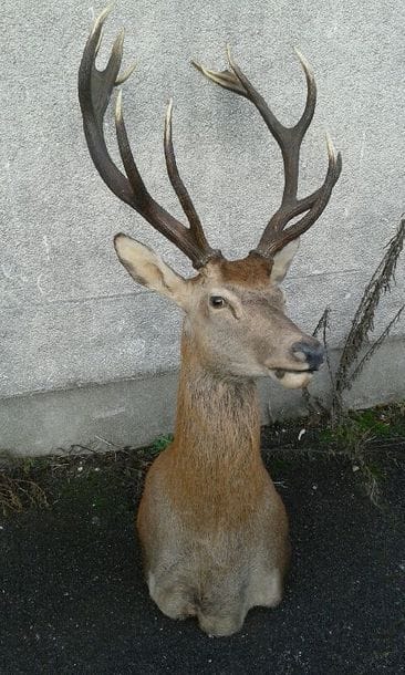 Cerf élaphe (Cervus elaphus). Magnifique...