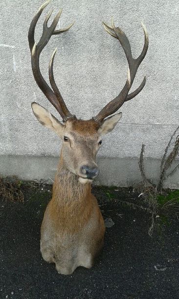 Cerf élaphe (Cervus elaphus). Magnifique...