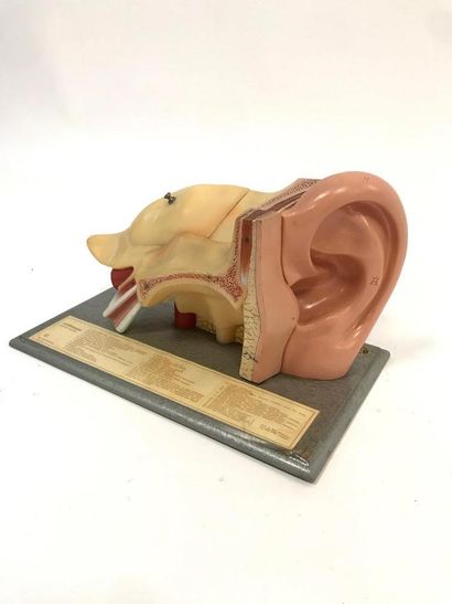 Modèle de coupe anatomique de l'oreille en...