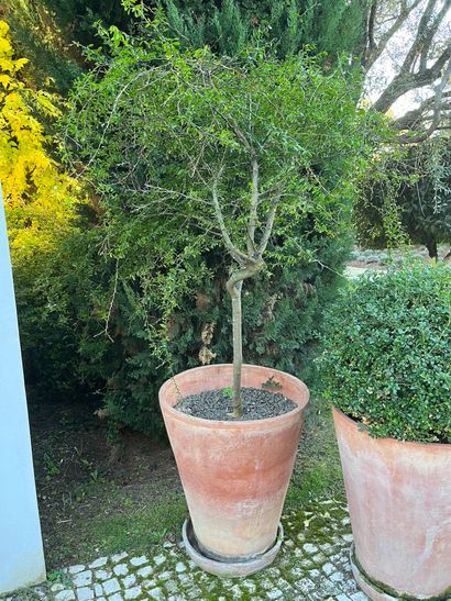 Garden pot in terra cotta and its bottom,...