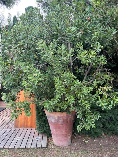 Pot de jardin en terre cuite 
Avec son arbre
H...