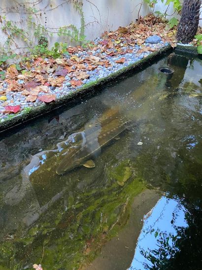 Lot of three sturgeons 
(removal at the expense...