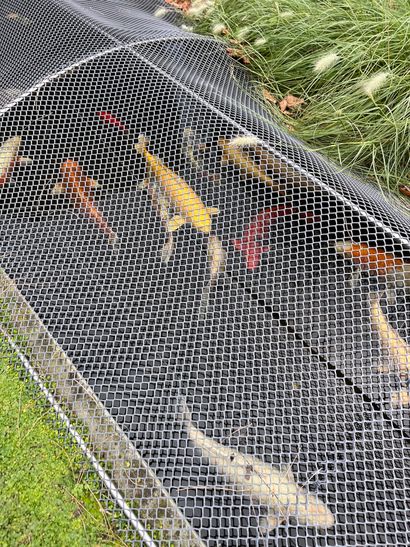 Lot of large carp
(removal at the expense...