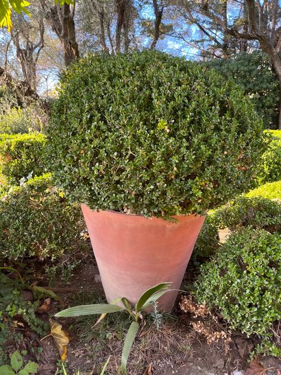 Pot de jardin en terre cuite
Avec son buis
H...