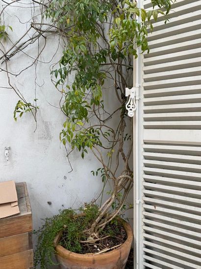 Terracotta garden pot
With its tree