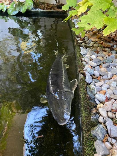 Lot of three sturgeons 
(removal at the expense...