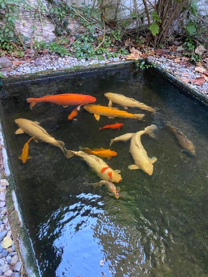 Lot of large carp
(removal at the expense...