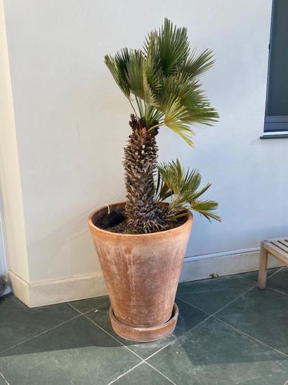 Garden pot in terra cotta and its bottom,...