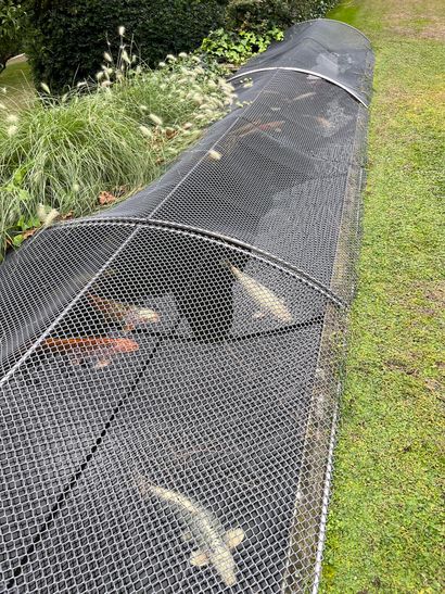 Lot of large carp
(removal at the expense...