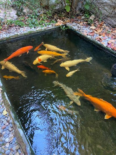Lot of large carp
(removal at the expense...