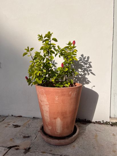 Pot en terre cuite et sa sous-coupe de marque...