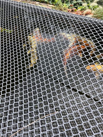 Lot of large carp
(removal at the expense...
