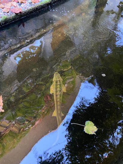 Lot of three sturgeons 
(removal at the expense...
