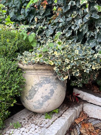 Bugadier en terre cuite 
Avec sa plante
H...