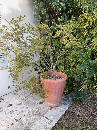 Pot en terre cuite 
Avec son arbre 
H : 70...