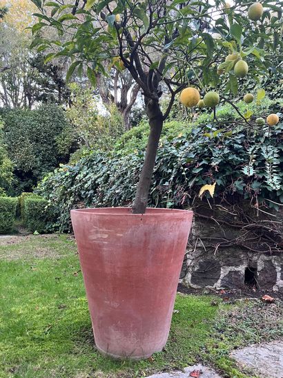 Pot de jardin en terre cuite
Avec son citronnier
H...