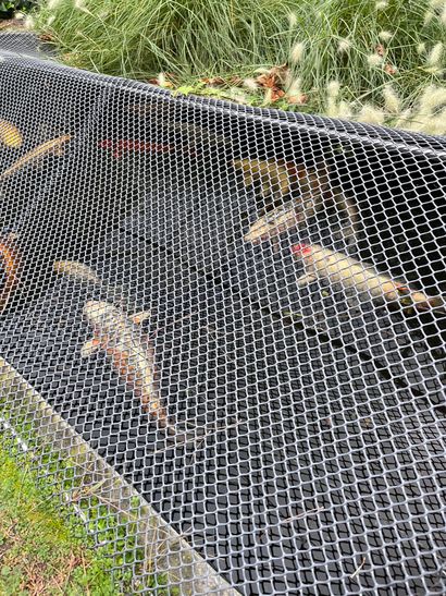 Lot of large carp
(removal at the expense...