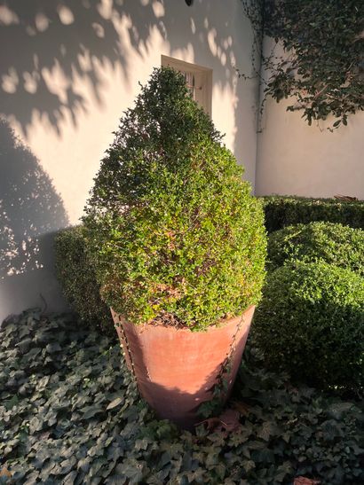 Pot de jardin en terre cuite
Avec son buis
H...