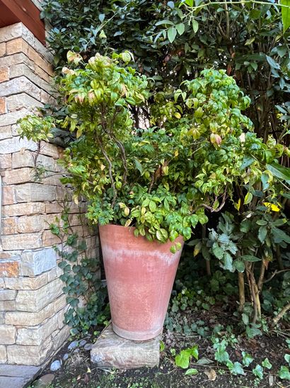 Pot en terre cuite 
Avec sa plante 
H : 72...