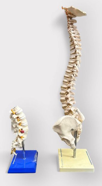 Set of 2 anatomical spine models