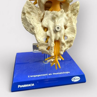 Set of 2 anatomical spine models