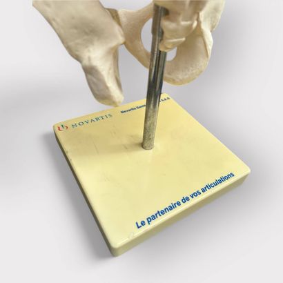 Set of 2 anatomical spine models