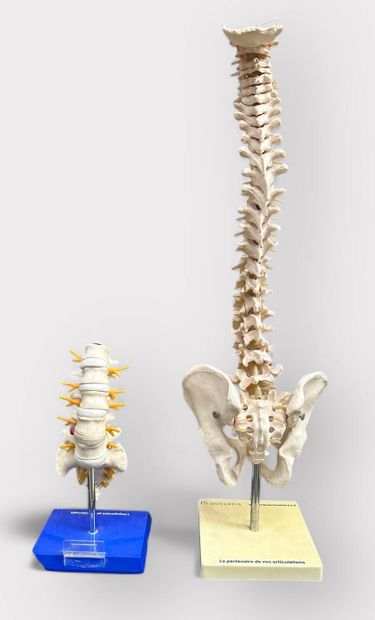 Set of 2 anatomical spine models