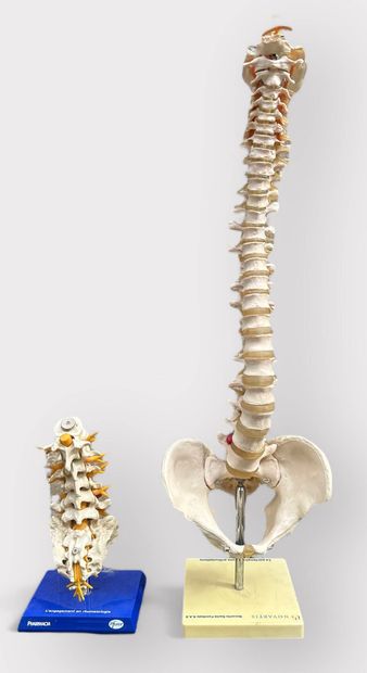 Set of 2 anatomical spine models