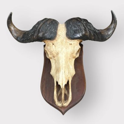 Buffalo Massacre 
60 x 80 cm
