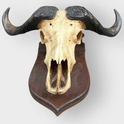 Buffalo Massacre 
60 x 80 cm