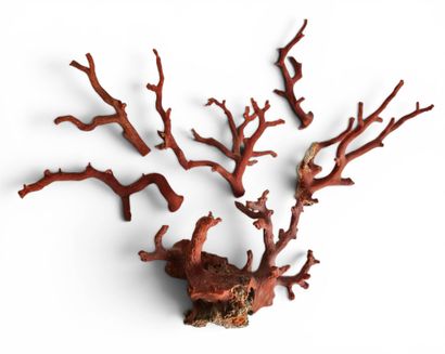 Lot comprising a foot and branches of red...