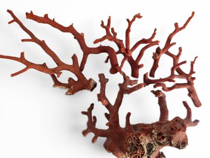 Lot comprising a foot and branches of red...