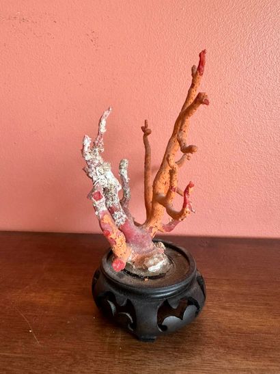Coral branch 
11.5 x 13.5 x 8 cm (disintegrating...