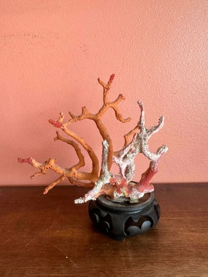 Coral branch 
11.5 x 13.5 x 8 cm (disintegrating...
