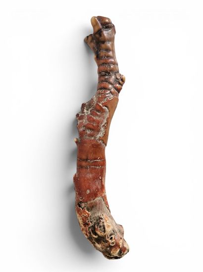 Large coral branch 
Asia
Weight : 393,20...