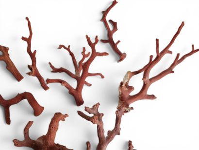 Lot comprising a foot and branches of red...