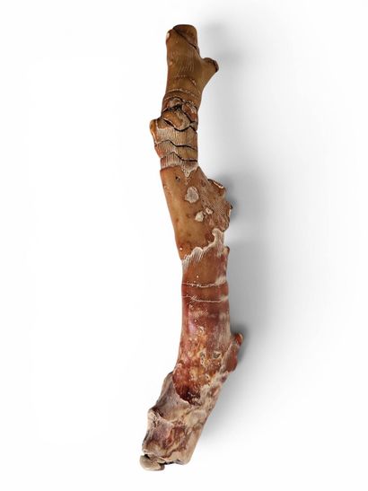 Large coral branch 
Asia
Weight : 393,20...