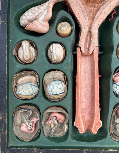 OVOLOGIE HUMAINE. Modèle signé : Anatomie...