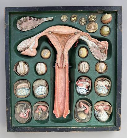 OVOLOGIE HUMAINE. Modèle signé : Anatomie...
