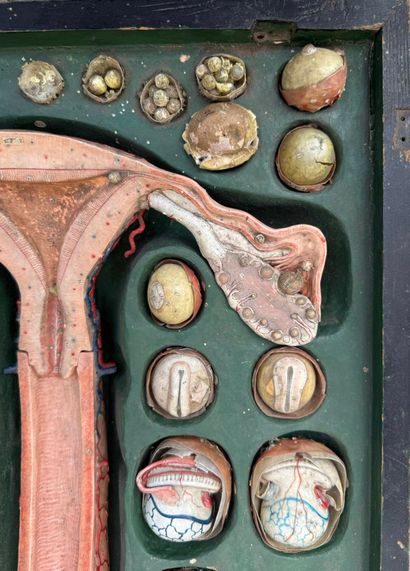 OVOLOGIE HUMAINE. Modèle signé : Anatomie...
