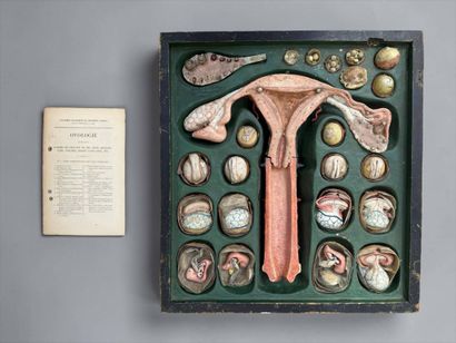 OVOLOGIE HUMAINE. Modèle signé : Anatomie...