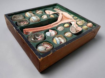 OVOLOGIE HUMAINE. Modèle signé : Anatomie...
