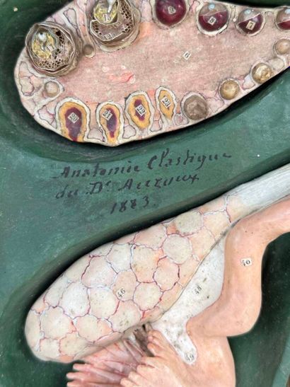 OVOLOGIE HUMAINE. Modèle signé : Anatomie...