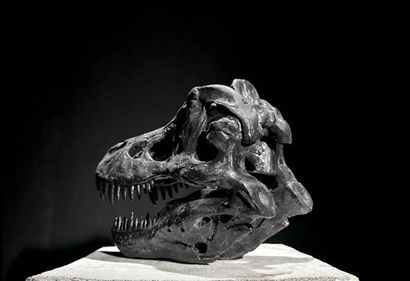 Tête de tyrannosaure
Sculpture en composite.
L....
